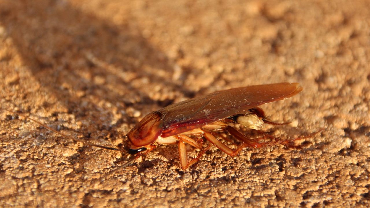 Qué significa tener cucarachas en casa