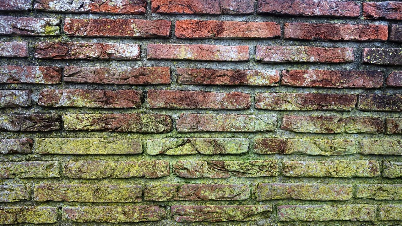 Cómo eliminar el moho de las paredes sin cloro