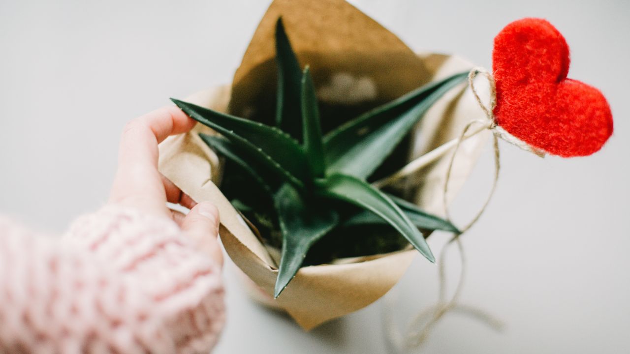 Desmanchar la piel con sábila