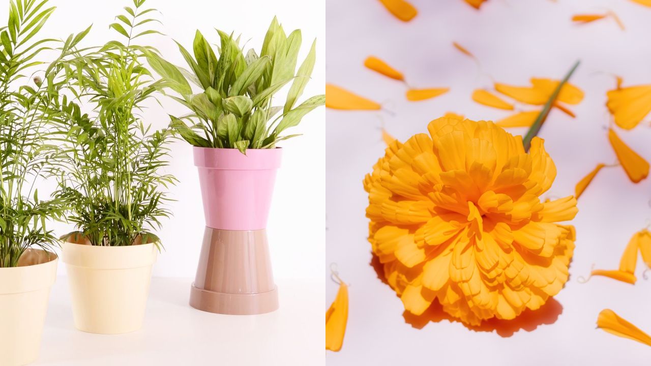 Elimina-plagas-de-tus-plantas-de-interior-con-cempasuchil