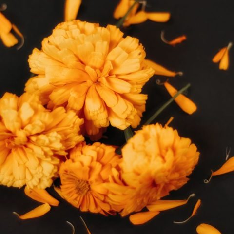 Elimina-plagas-de-tus-plantas-de-interior-con-cempasuchil