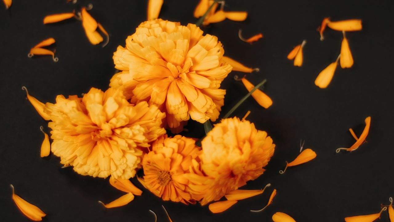 Elimina-plagas-de-tus-plantas-de-interior-con-cempasuchil