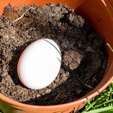 Fertiliza tus plantas enterrando un huevo crudo