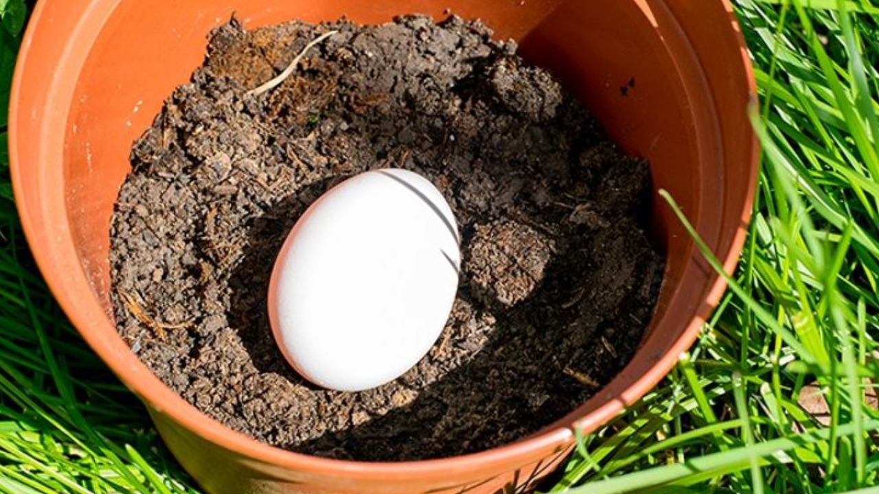 Fertiliza tus plantas enterrando un huevo crudo