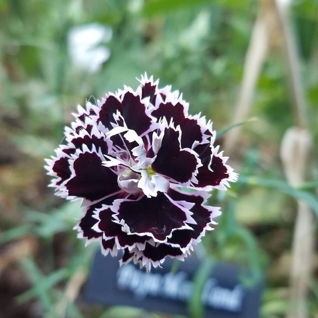plantas con flor negra