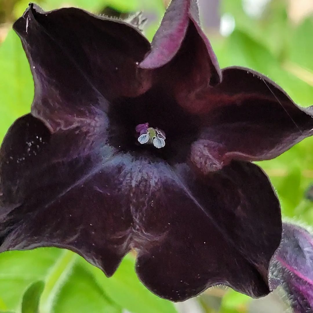 cuidados planta flor negra