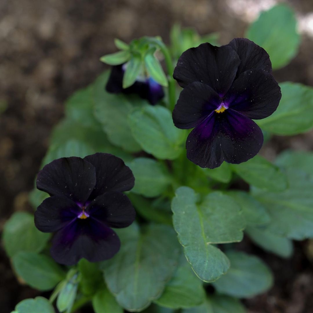 pensamiento en color negro