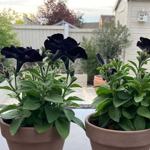 flores negras más bonitas para el jardín