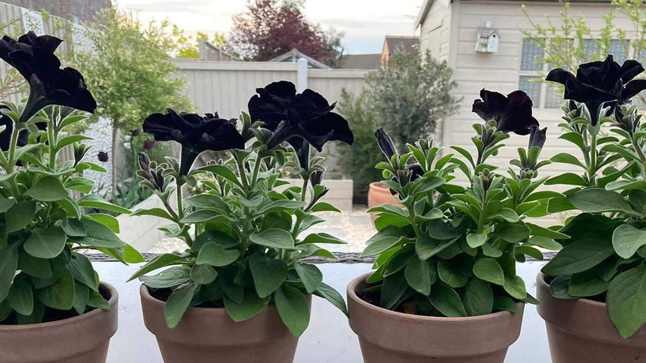 flores negras más bonitas para el jardín