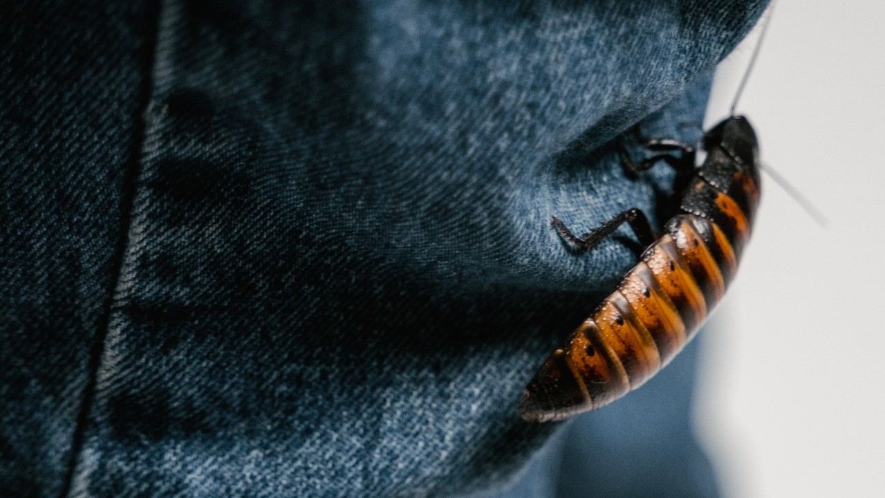 como saber si hay cucarachas en casa