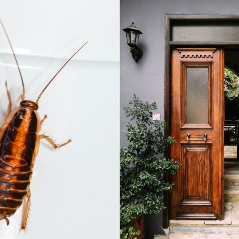 que pasa cuando cucaracha entre a tu hogar