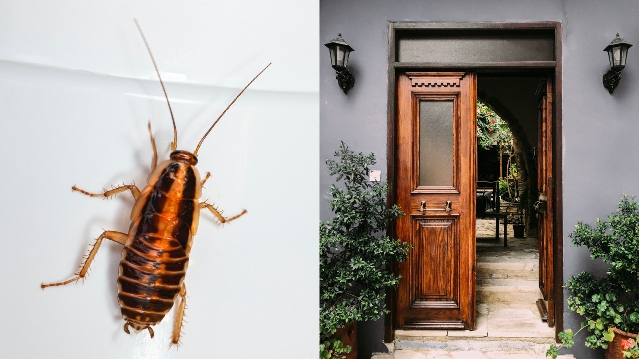 que pasa cuando cucaracha entre a tu hogar
