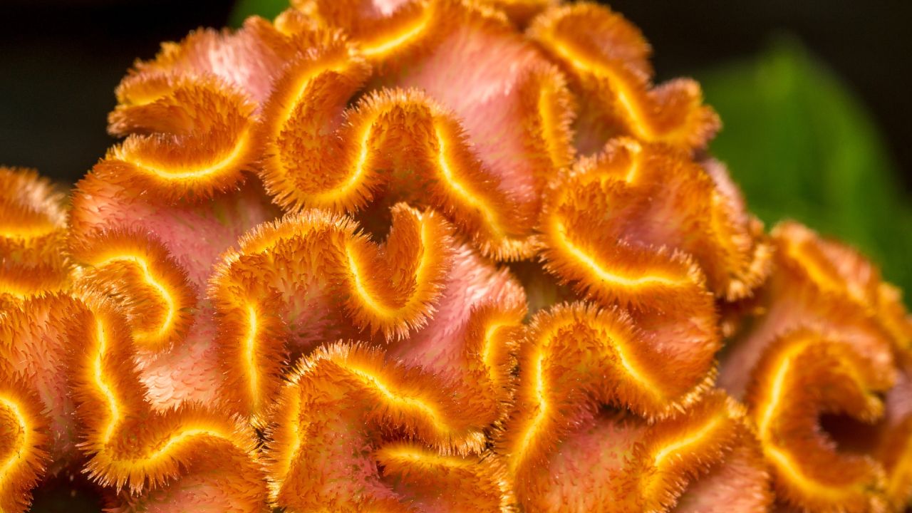 Flor mano de león, tradicional de Día de Muertos 