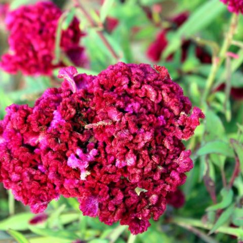 La flor de terciopelo es comestible