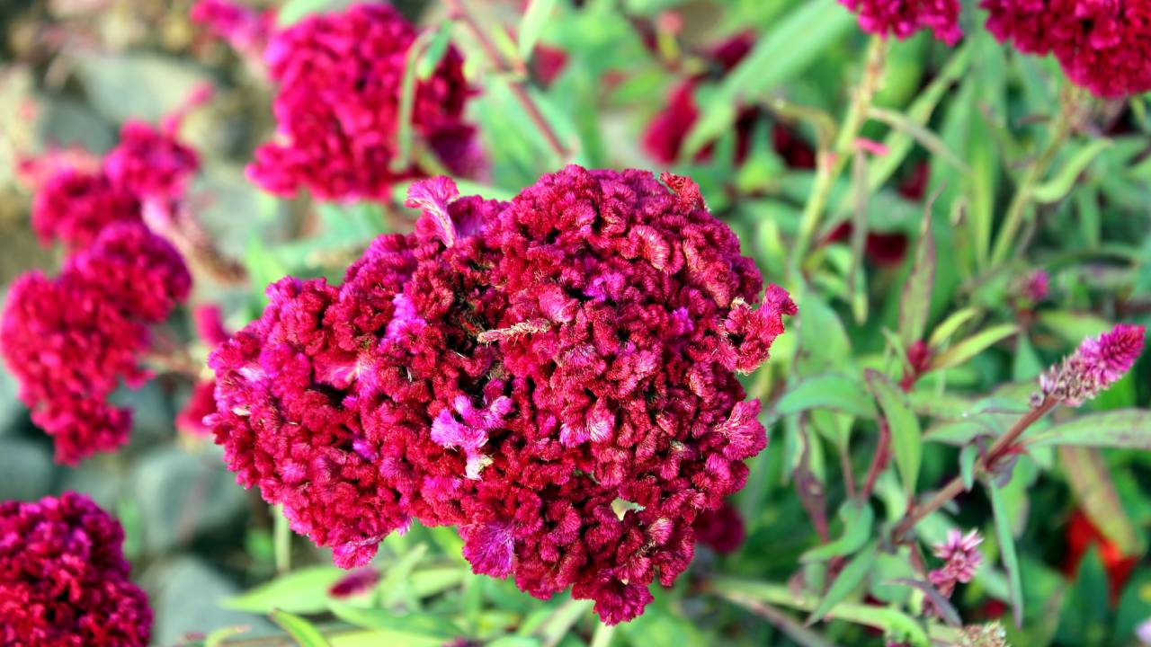 La flor de terciopelo es comestible