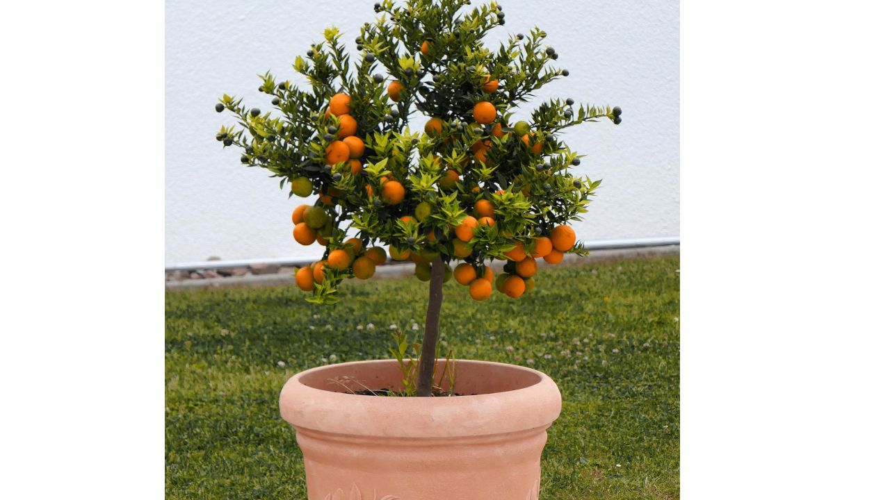 Frutas-para-cultivar-en-macetas-dentro-de-tu-casa 