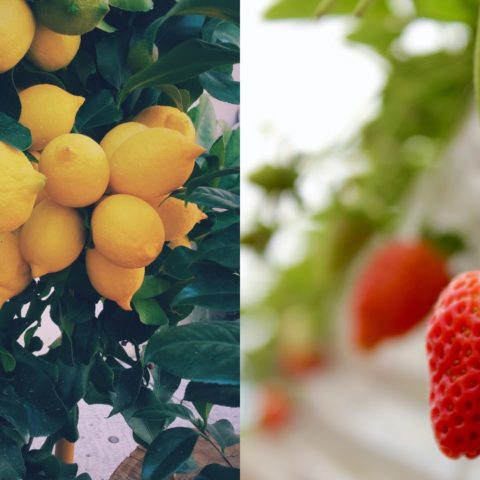 Frutas-para-cultivar-en-macetas-dentro-de-tu-casa