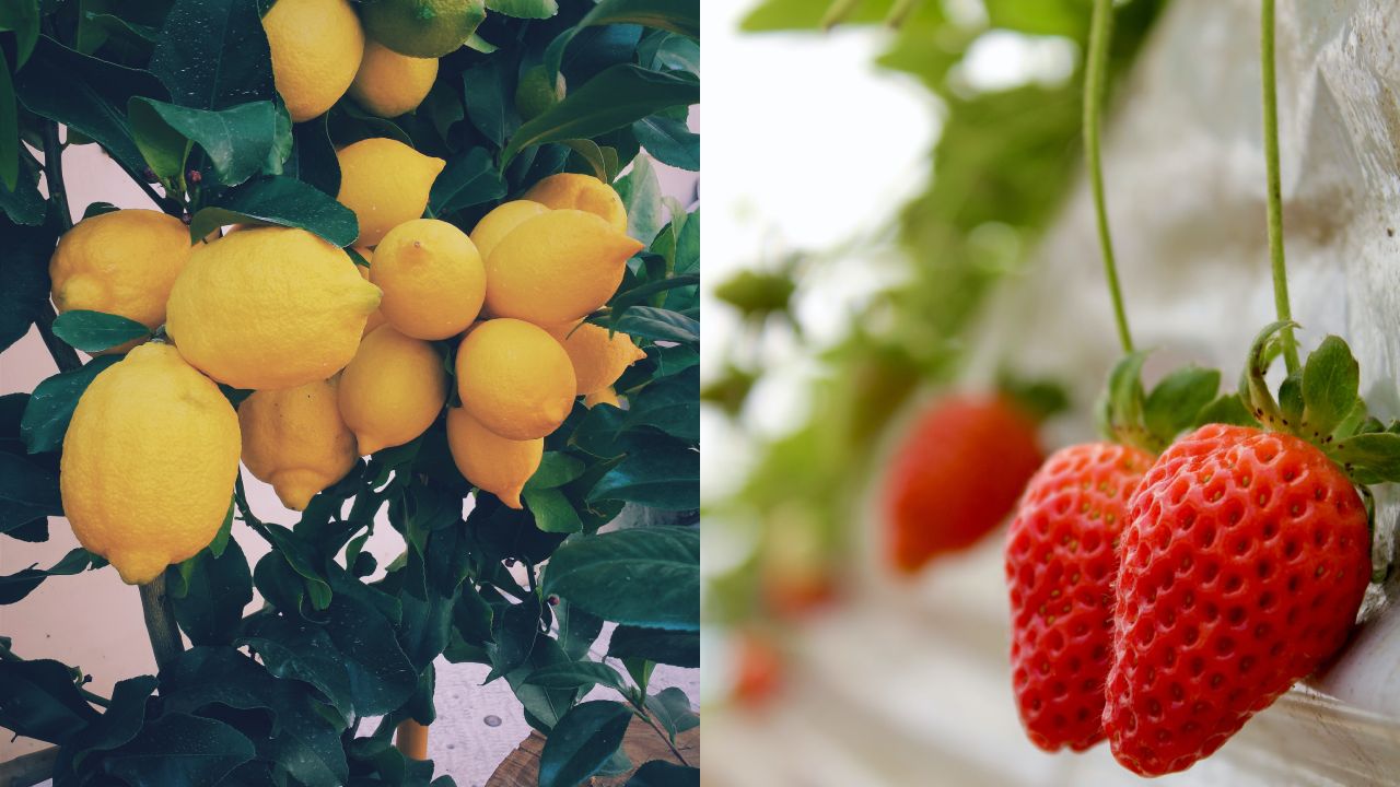 Frutas-para-cultivar-en-macetas-dentro-de-tu-casa