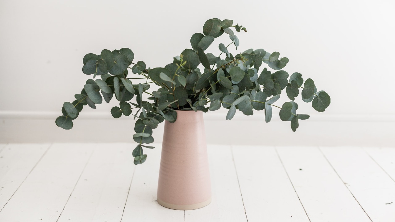 receta de desinfectante con eucalipto