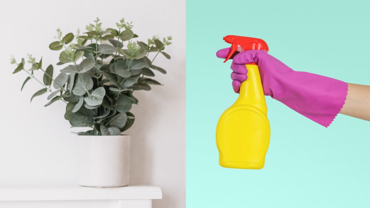 cómo hacer un desinfectante casero con eucalipto