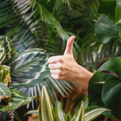 Árboles para decorar tu casa