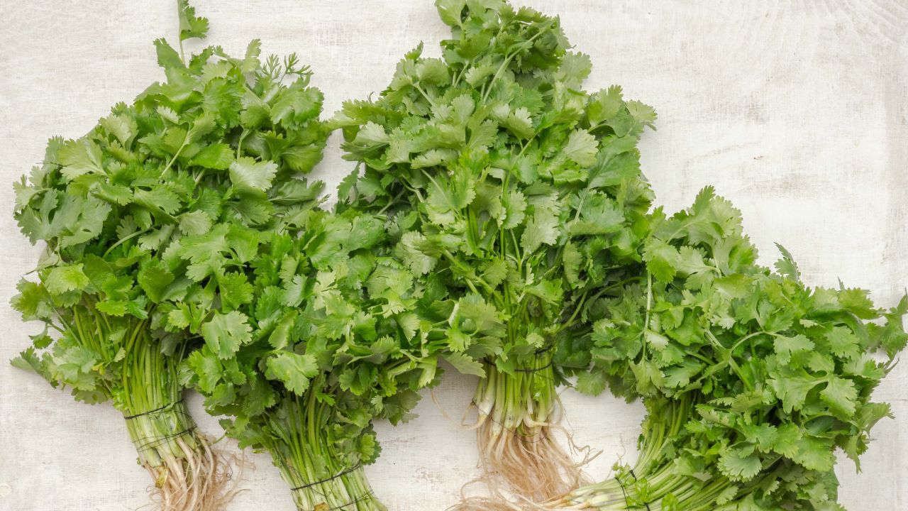 Los beneficios del cilantro para la salud