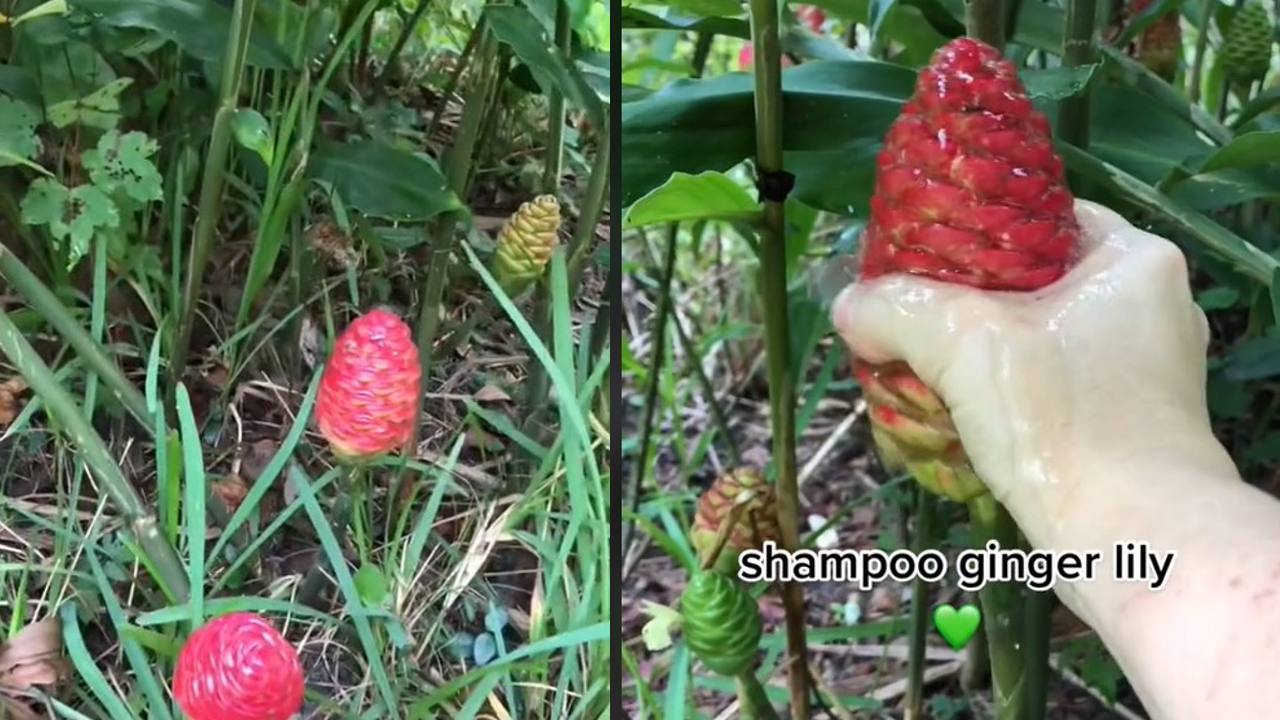 cómo usar jengibre amargo como shampoo