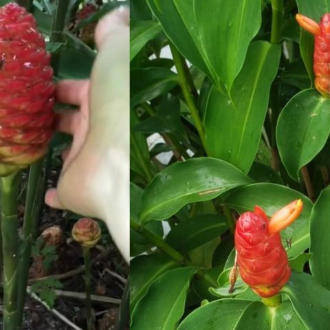 shampoo de jengibre amargo