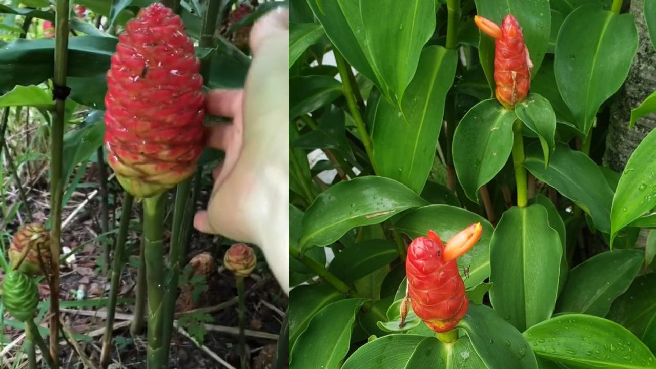 shampoo de jengibre amargo