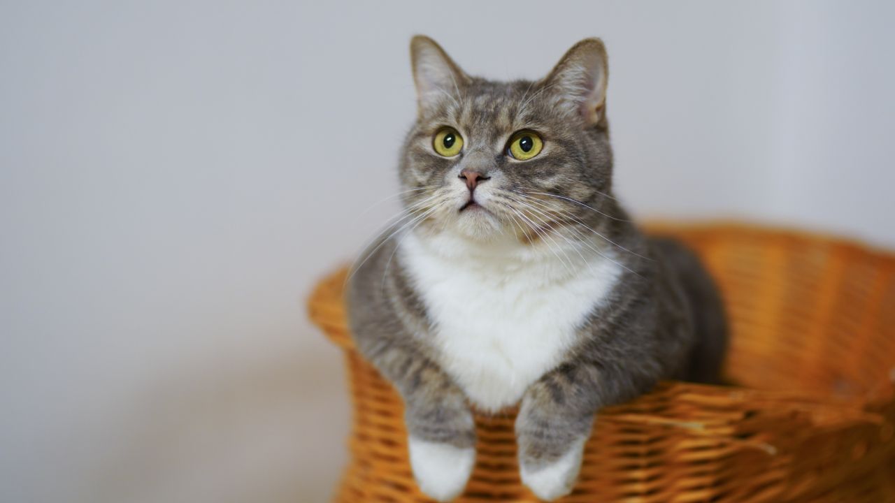 Cómo encontrar a tu gato perdido con esta leyenda