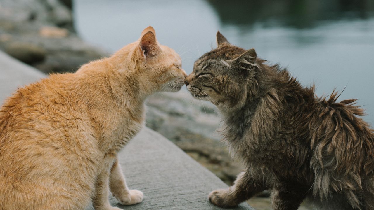 Cómo hacer que tu gato regrese a casa