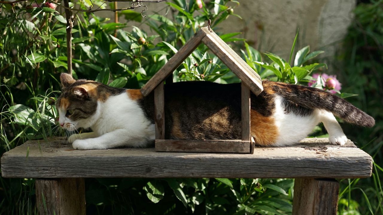 Cómo hacer que tu gato vuelva a casa