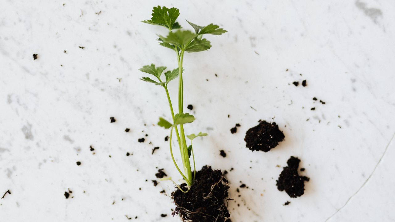 Perejil para cultivar en casa