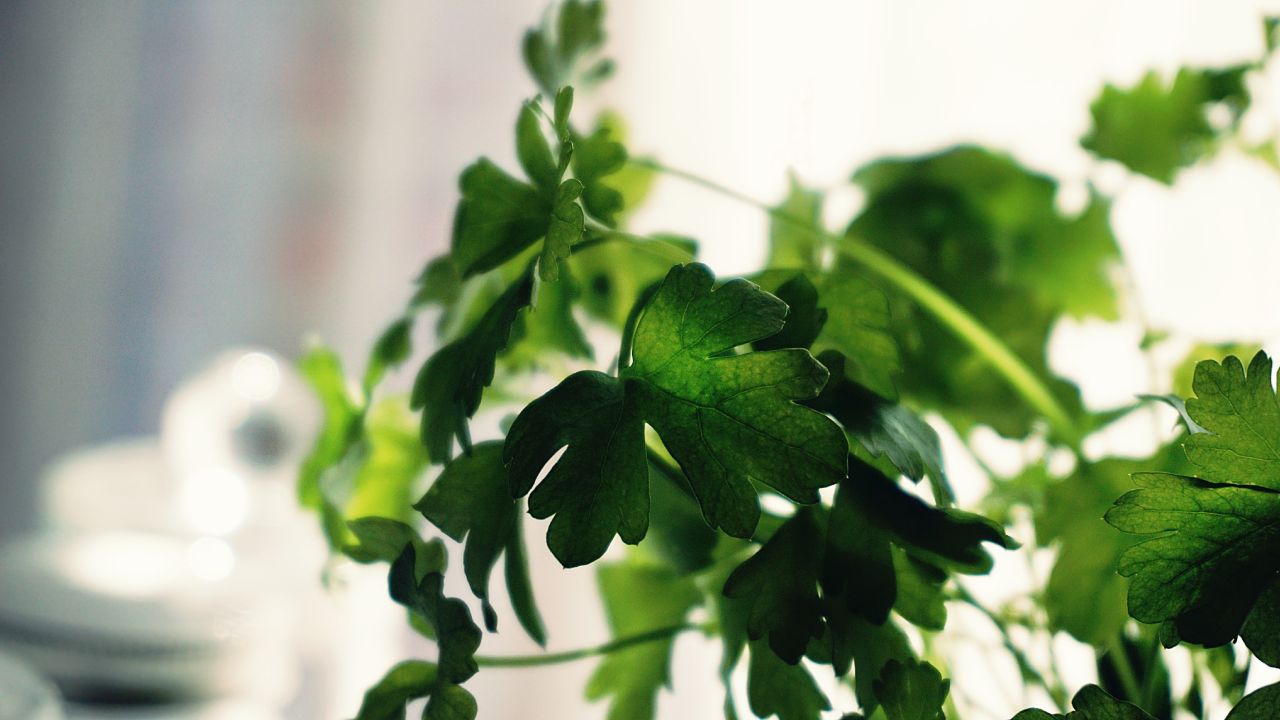 Cultiva cilantro en tu hogar