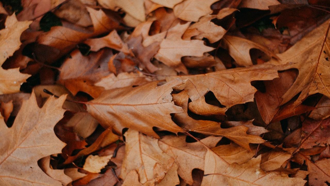 manualidades con hojas secas para niños