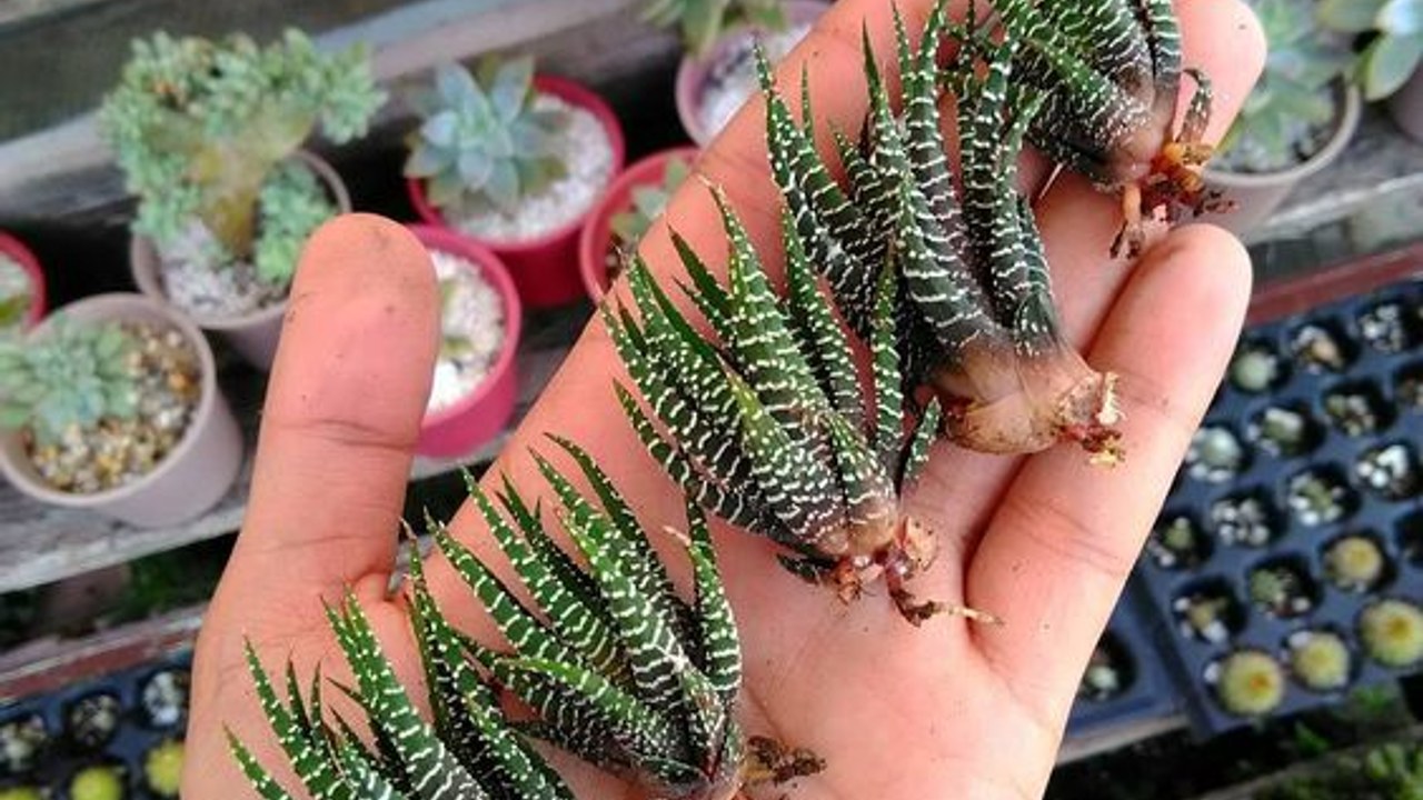 paso a paso pata cultivar suculentas sin raiz