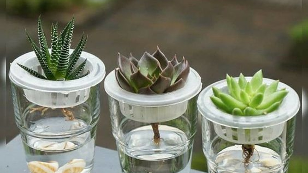 como reproducir suculentas sin raiz