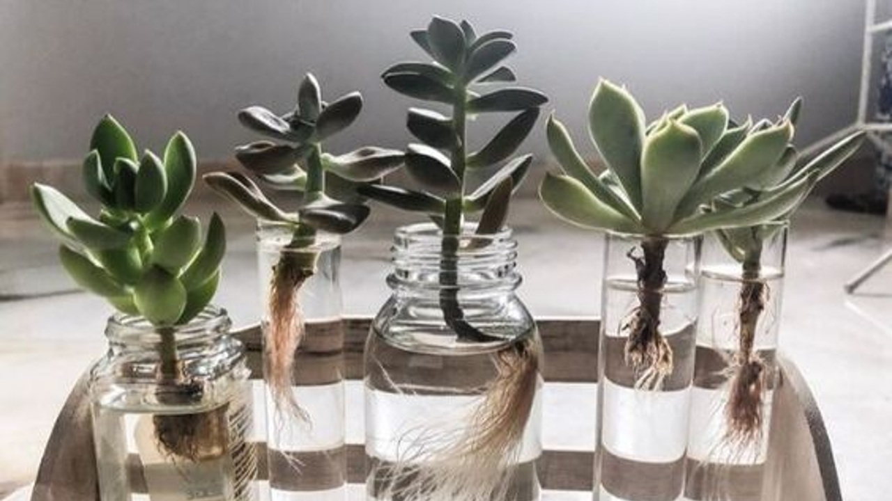 como cultivar suculenta si no tiene raiz