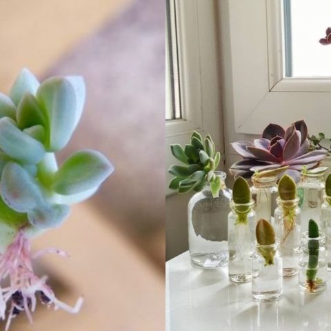 como cultivar suculentas