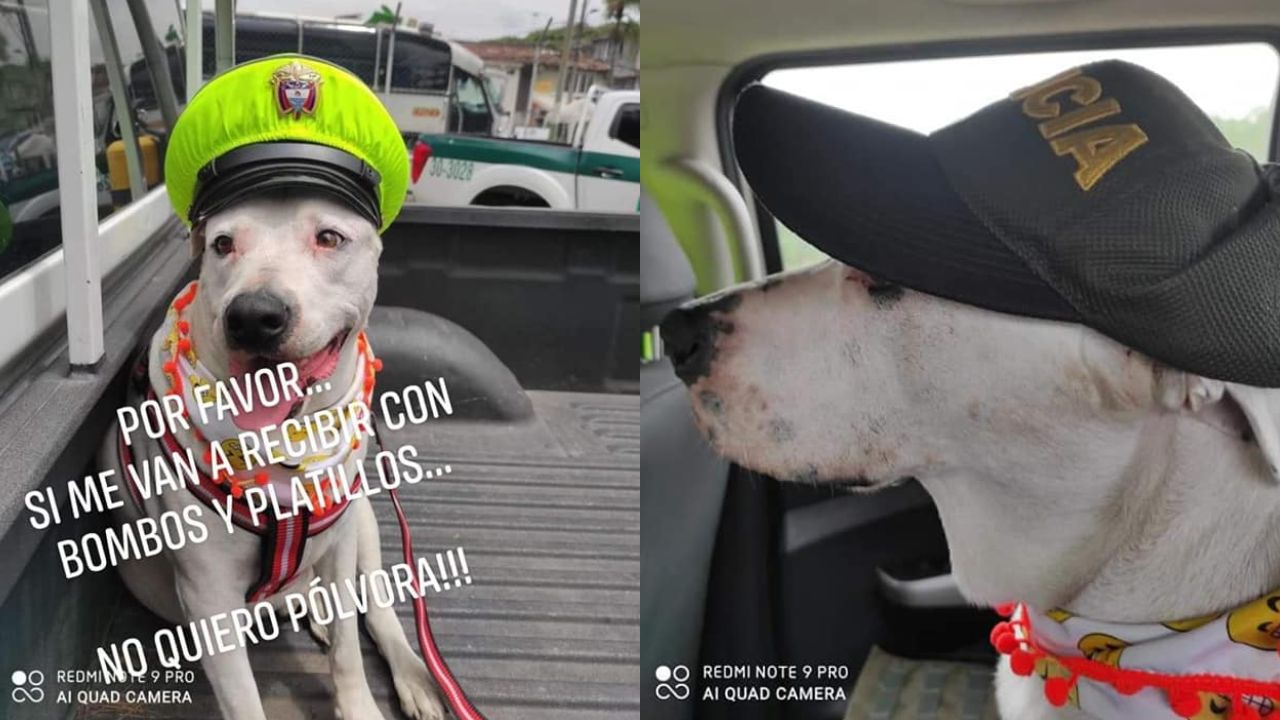 Perro desaparecido regresa y se arma fiesta en Colombia