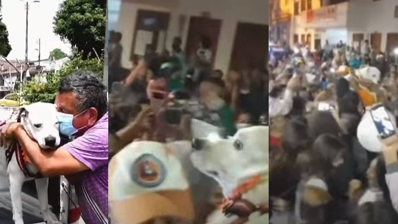 Perrito regresa a su pueblo y arman fiesta masiva