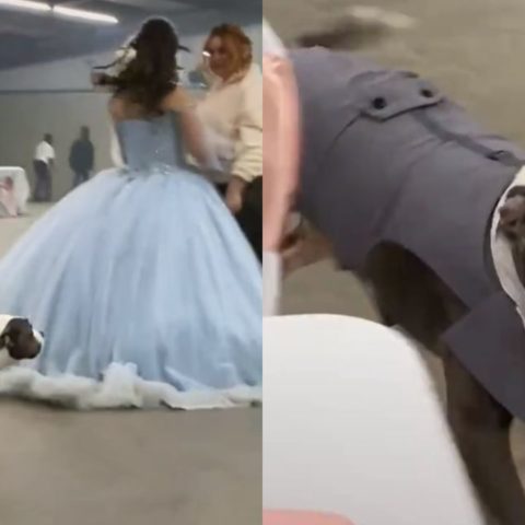 Perrito-se-convierte-en-chambelan-en-los-quinceanos-de-su-duena