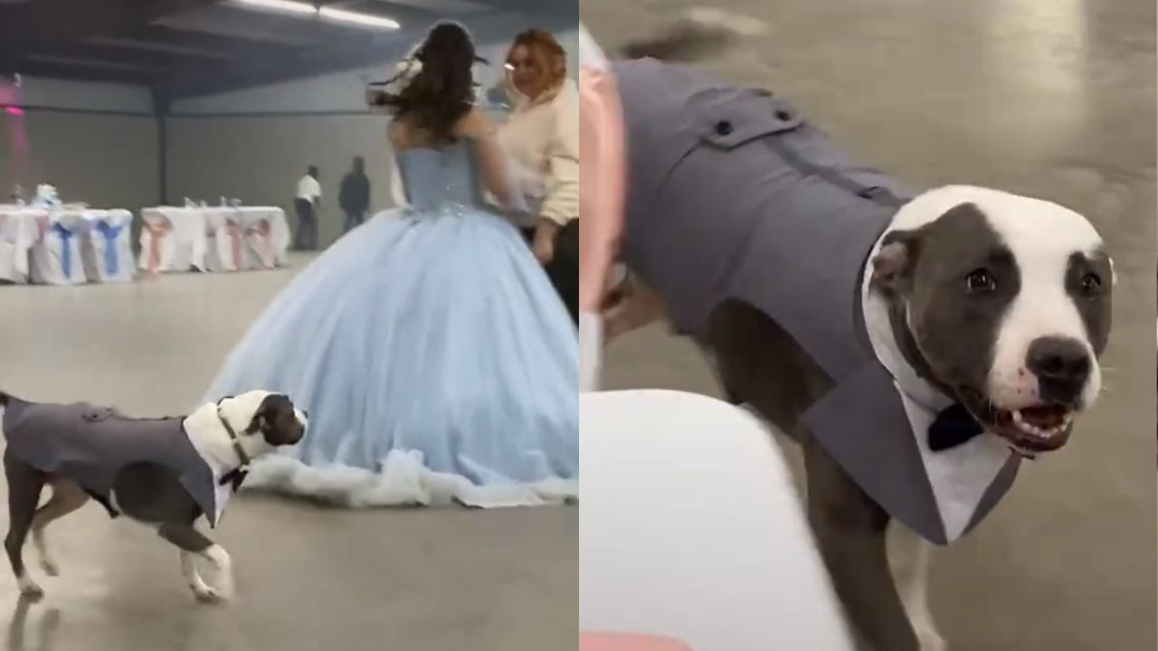 Perrito-se-convierte-en-chambelan-en-los-quinceanos-de-su-duena