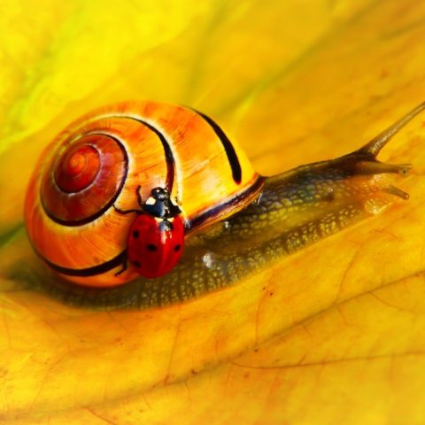 Plagas y enfermedades de las plantas mas comunes en otoño