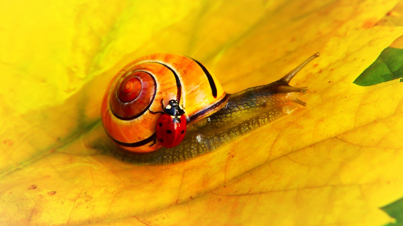 Plagas y enfermedades de las plantas mas comunes en otoño