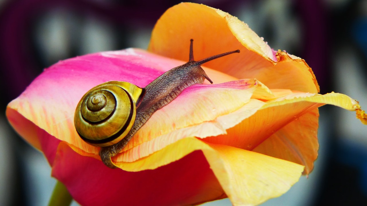 plagas comunes en otoño