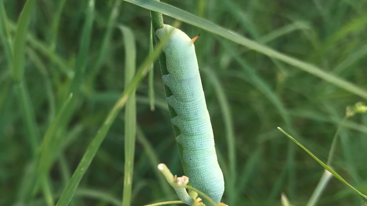 enfermedades comunes en otoño