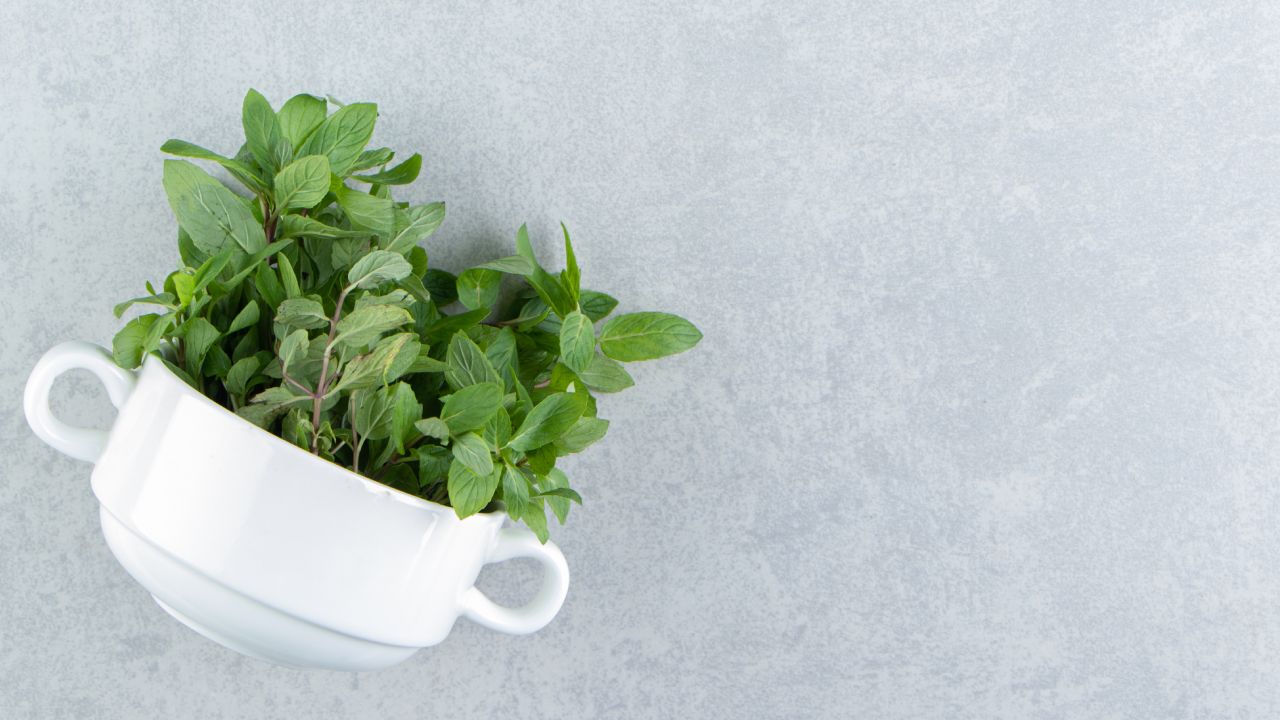 Cultiva menta en tu hogar
