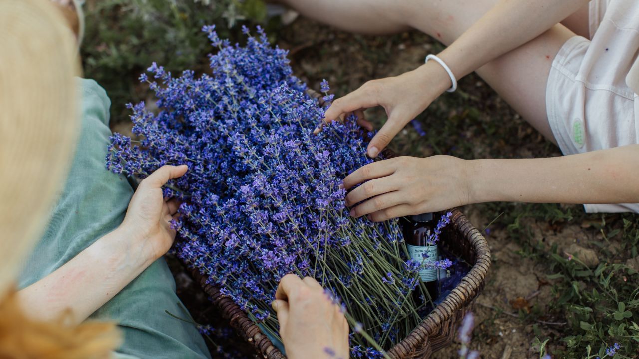 Cultiva lavanda en tu hogar