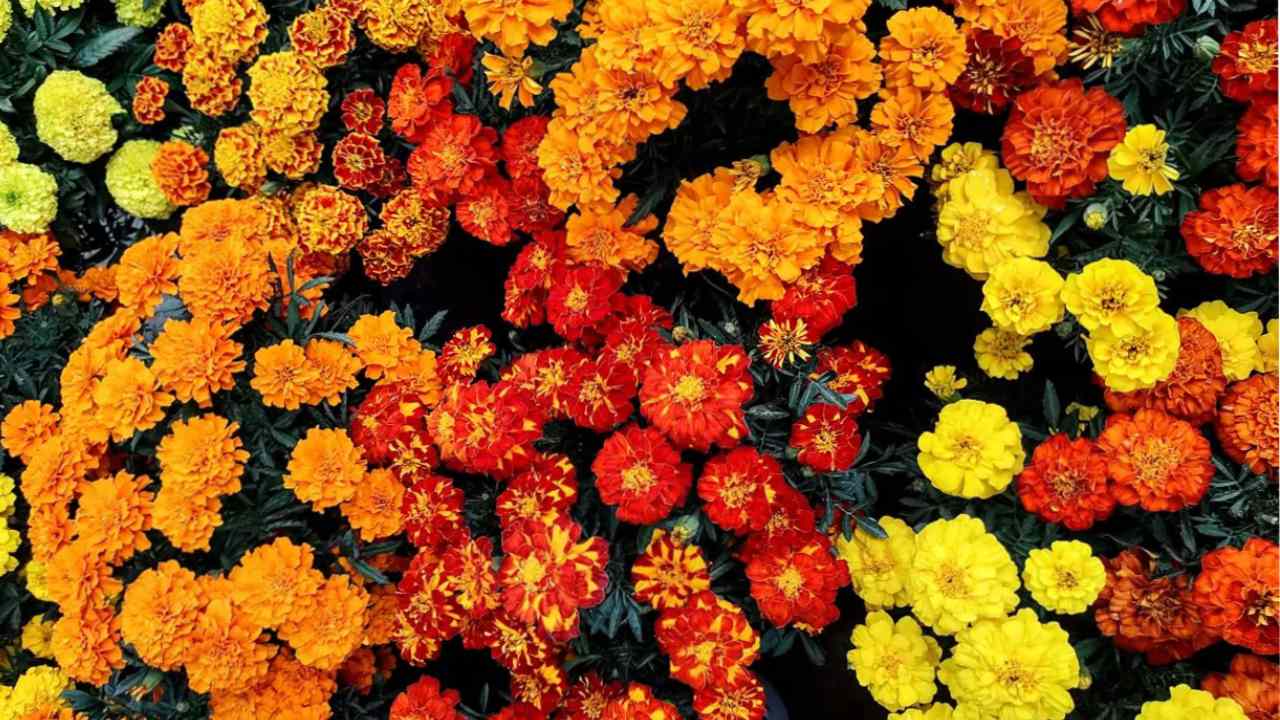 qué plantar en halloween